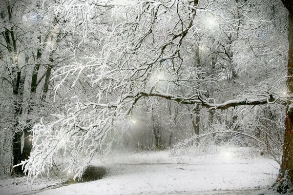 Bäume unter Schnee im Winterwald