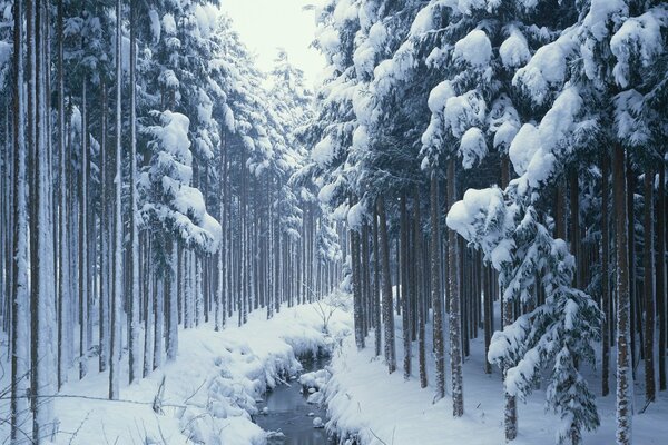 Waldwinterstraße in der Taiga