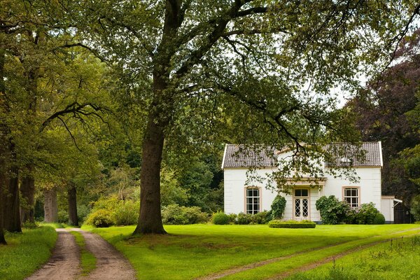 Casa blanca sola en el bosque