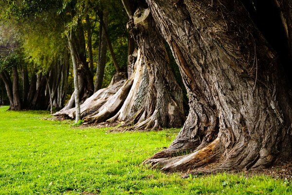 Photos of large centuries-old tree roots