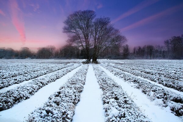 Albero calvo in un campo innevato al tramonto