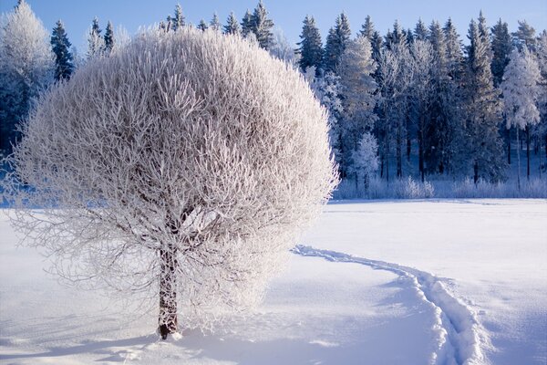 A snow-covered tree in a field in front of a forest