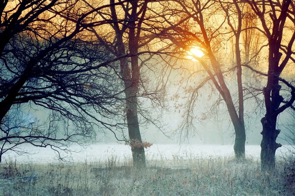 Bäume im Wald im Winter. Sonnenuntergang