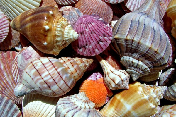 Marine, multicolored, wavy shells