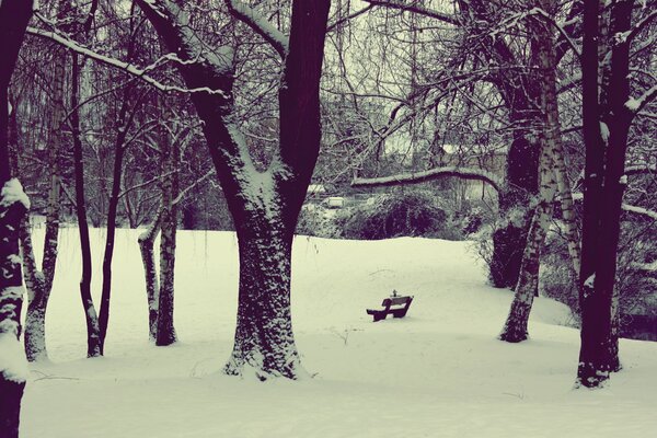 Winter yard with a bench in the snow