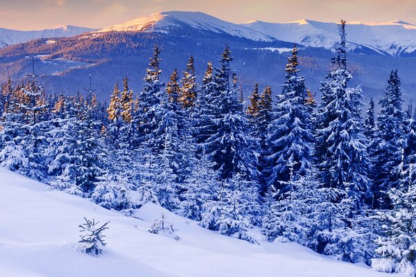 Winter beauties from snowy mountains