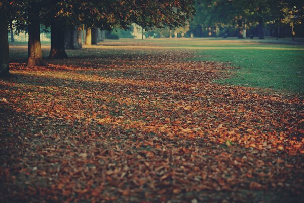 Alfombra de hojas de otoño en la Plaza