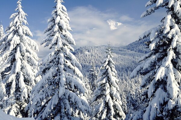 Paysage d hiver avec des arbres dans les montagnes