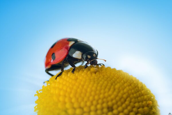 Coccinelle sur une fleur jaune