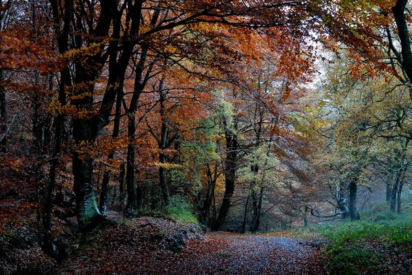 Autumn forest with colorful foliage