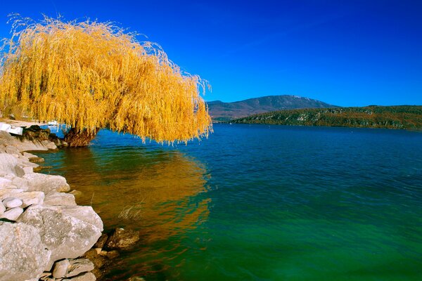 Salice giallo autunnale in riva al lago