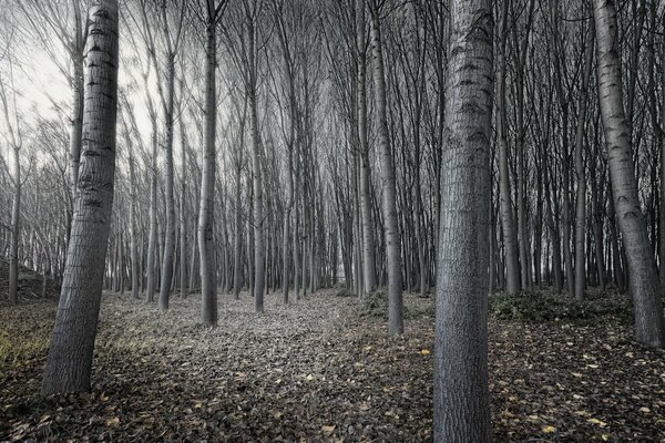 Gray trees in autumn in a clearing