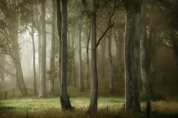 Arbres dans le brouillard d un matin d été