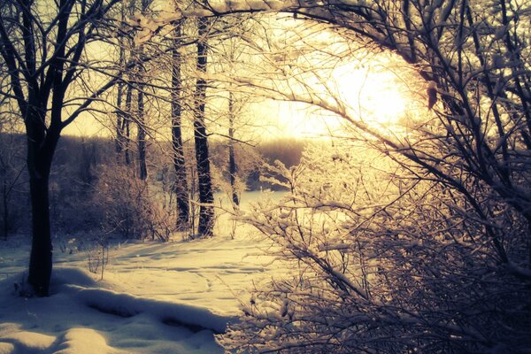 Winterwald vor dem Hintergrund der strahlenden Sonne