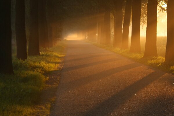 Avenue of trees in the sunlight