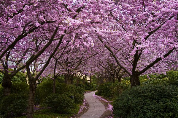 Un bellissimo sentiero tra i Sakura in Giappone