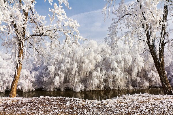 Winter Fairy Tale trees covered with frost