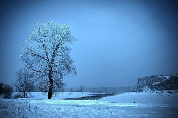 A tree in frost in winter in the field