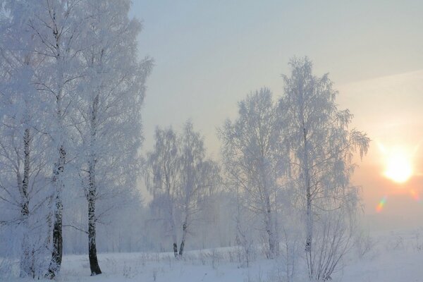 Sunny frosty morning birch grove