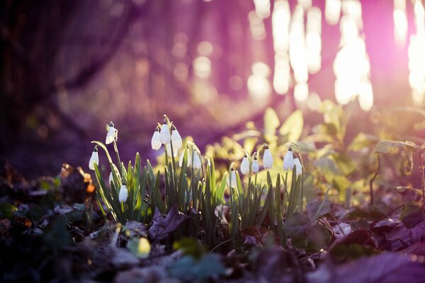 Die ersten Schneeglöckchen erschienen im zeitigen Frühling