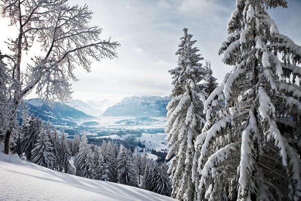 Snowy forest valley with tall fir trees