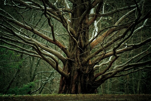 A large tree with spreading branches