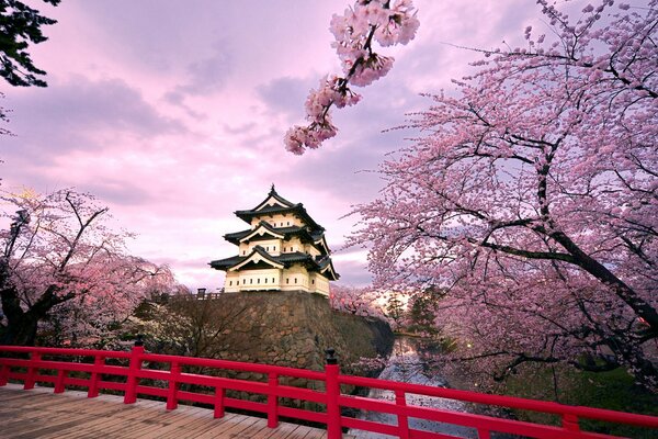 Kirschblüten auf dem Hintergrund eines japanischen Schlosses