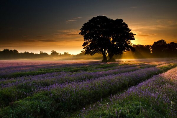 Champ de lavande dans les rayons de l aube