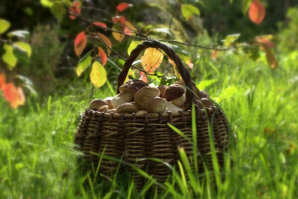 Im Herbst ist es Zeit, Pilze zu sammeln