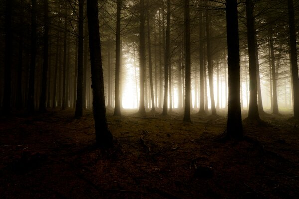 Gli alberi nella nebbia creano oscurità