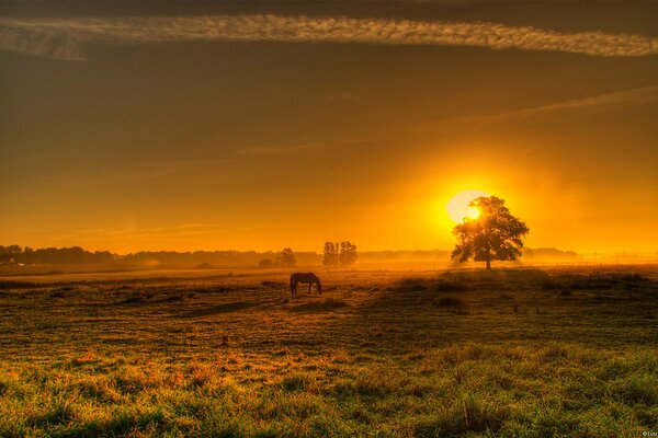 A horse in a field stands at sunset