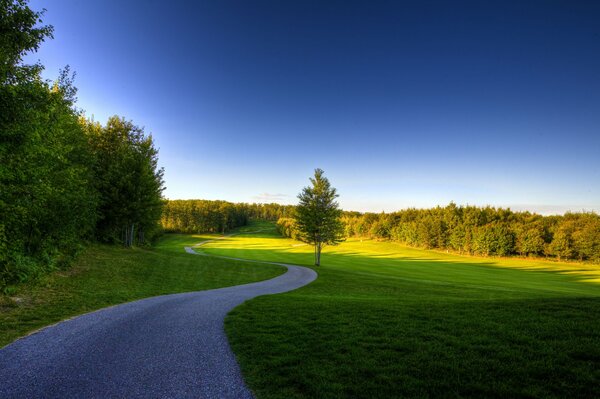 A path in the forest in summer