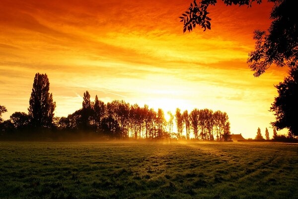 Campo y bosque al atardecer. paisaje