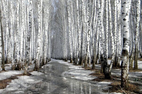 Birch grove with melted snow