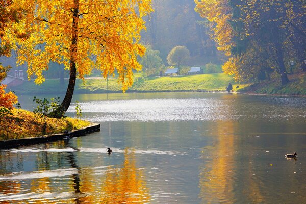 Canards nageant dans un étang dans un parc d automne