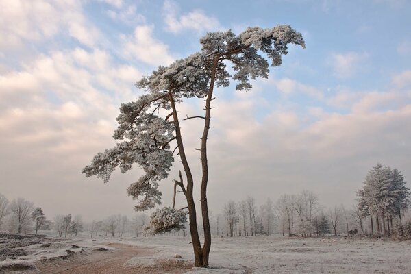 Nature cold winter and snow