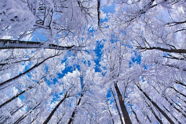 Trees covered with snow in winter, taken from below