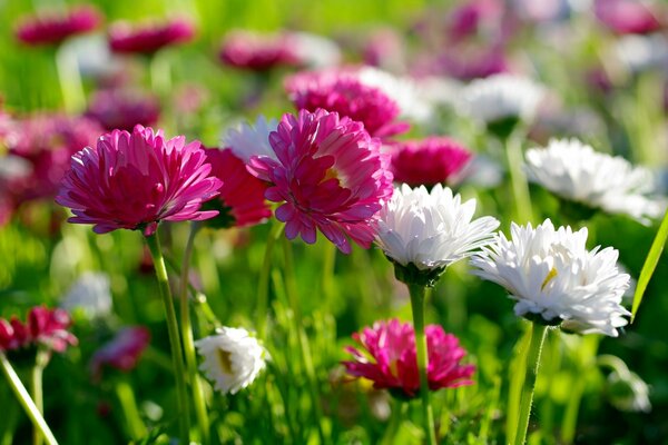 Fiori primaverili sul campo