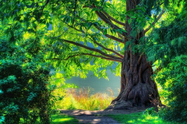 Enorme albero verde nel boschetto