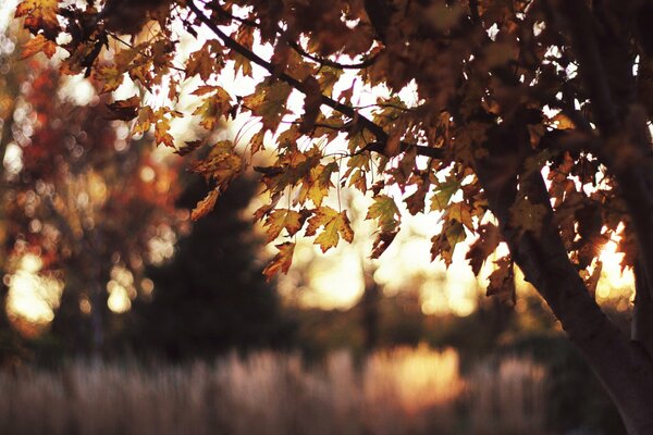 Yellowing foliage in the sunset rays