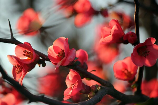 A tree blooming with pink flowers