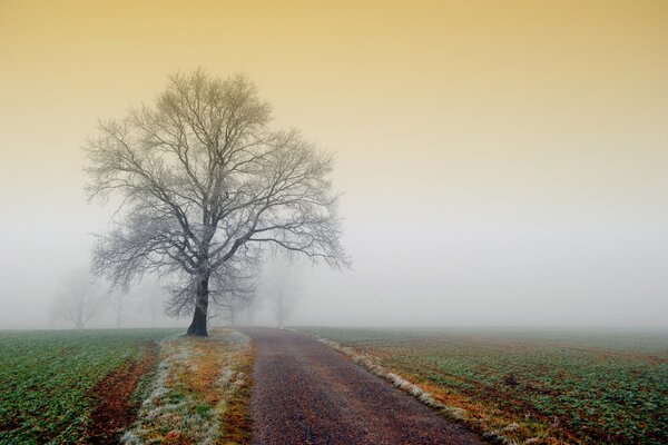 Ein nebliges Feld und ein Baum an der Straße