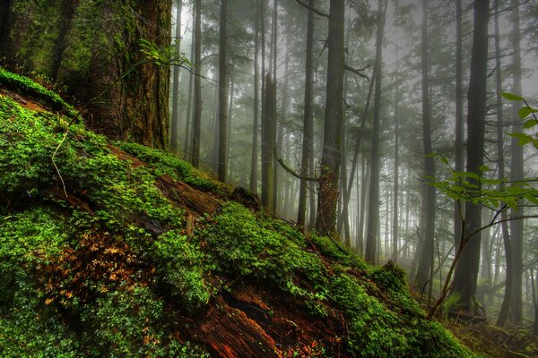 Nebel im geheimnisvollen Wald