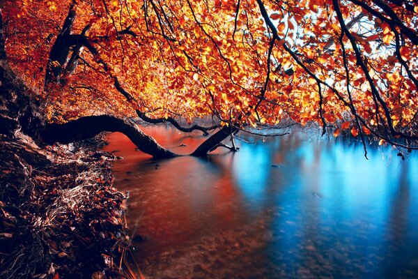 The smooth surface of the river and the autumn tree reflected in it