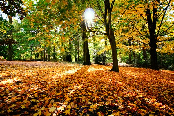 The sun illuminates the red leaves