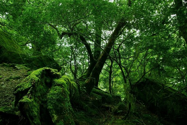 Mousse verte dans la vieille forêt