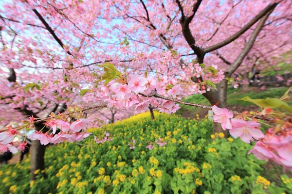 Kwitnąca Sakura na tle żółtych kwiatów