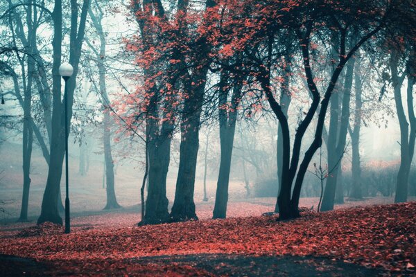 Lanterne nel parco contro il fogliame rimanente