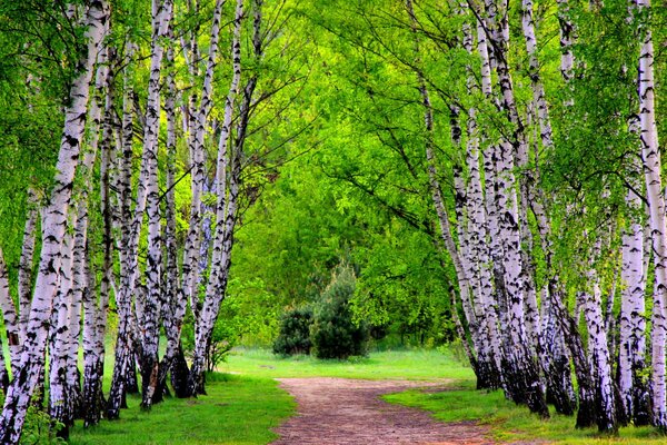 Allee im Birkenhain im Sommer