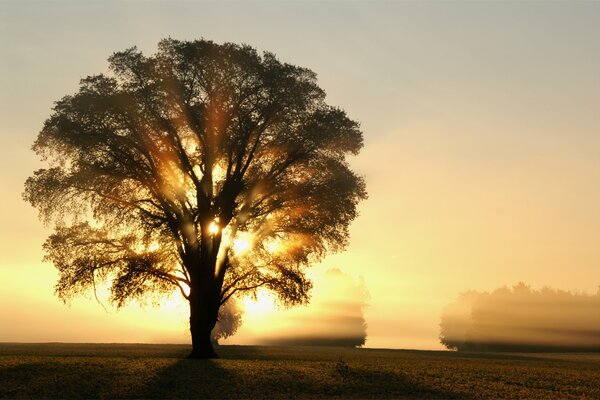 Dawn fog field the beauty of nature